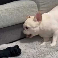 パパの靴下のニオイを自ら嗅いで悶絶…“知りつつも”挑むフレンチブルドッグに「面構えが違う…」「頂きに行ってるやん」