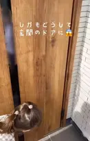 念願の新居に異変…玄関に“生えた謎の物体”に985万再生「ひぃー寒気！」「初めてみた…」「後日談が衝撃！」