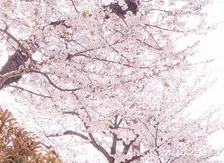 中卒→宝塚歌劇→慶應大卒業　彩月つくしの履修課程に反響「卒業するのは生半可ではできない」「一番難しい」