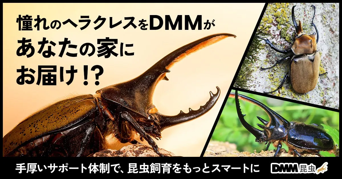 ＤＭＭ、カブトムシ・クワガタ通販サービス開始　「DMM昆虫」ヘラクレスオオカブトなど飼育・繁殖・標本までサポート