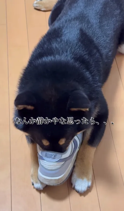 静かだなと思ったら...　"ガンギマリ"犬が仕事終わりの靴に執着「旨み成分たっぷりの濃い匂いだと思います」