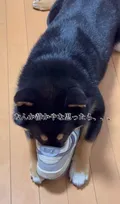 静かだなと思ったら...　"ガンギマリ"犬が仕事終わりの靴に執着「旨み成分たっぷりの濃い匂いだと思います」