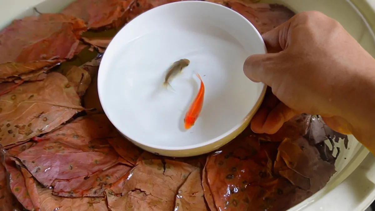 お祭りの金魚を専用バケツで7ヵ月育てた結果…二度見レベルの展開に「こんな未来が…！」「伏線回収すごっｗ」