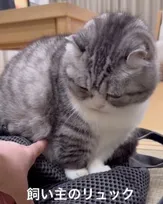 パッキング中のリュックの上に…指を近づけるも怒り出すマンチカンに「怒っててもかわいい」「行くなってこと？」