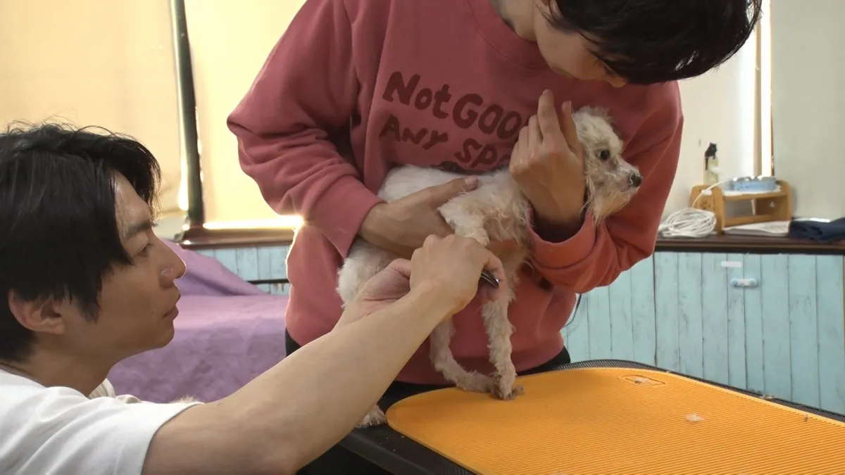 相葉雅紀、72匹の犬が取り残された“繁殖業者の崩壊現場”へ　ヒロミ、有働由美子、宮川大輔とレスキュー＆トリミング