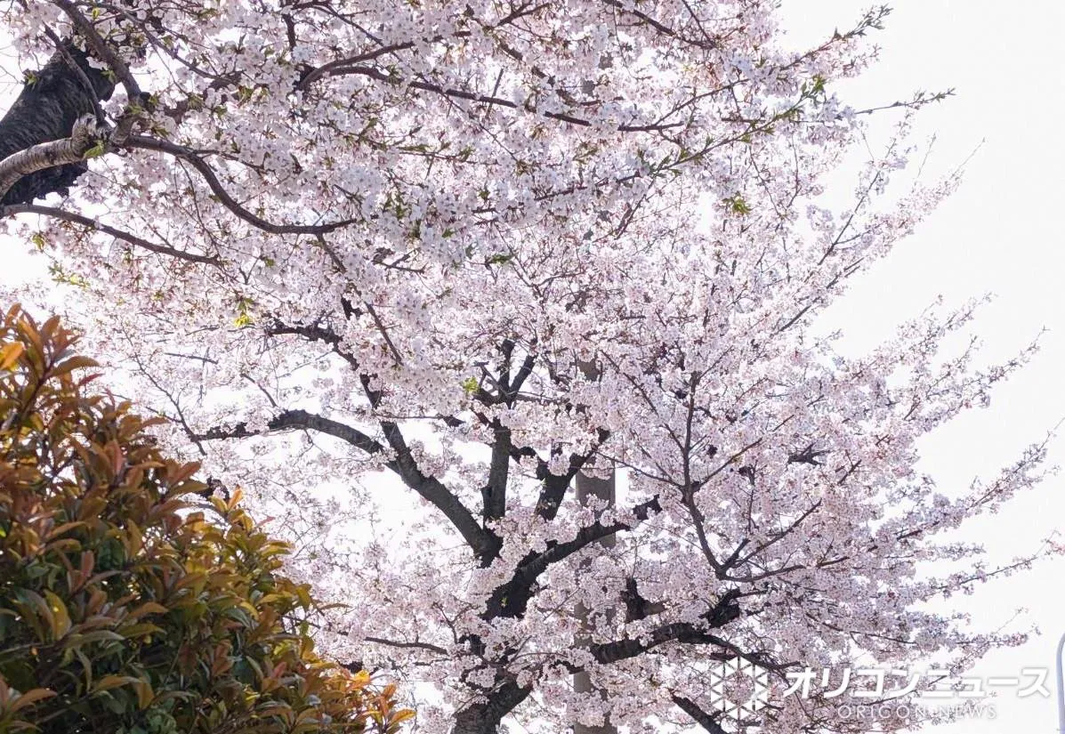 元MBSアナ・日テレ『NEWS ZERO』の八木早希、桜をバックに報告　「思い切って受験」→京都大学「修士2年生」