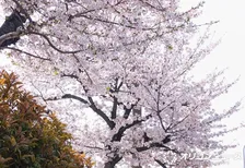 元MBSアナ・日テレ『NEWS ZERO』の八木早希、桜をバックに報告　「思い切って受験」→京都大学「修士2年生」