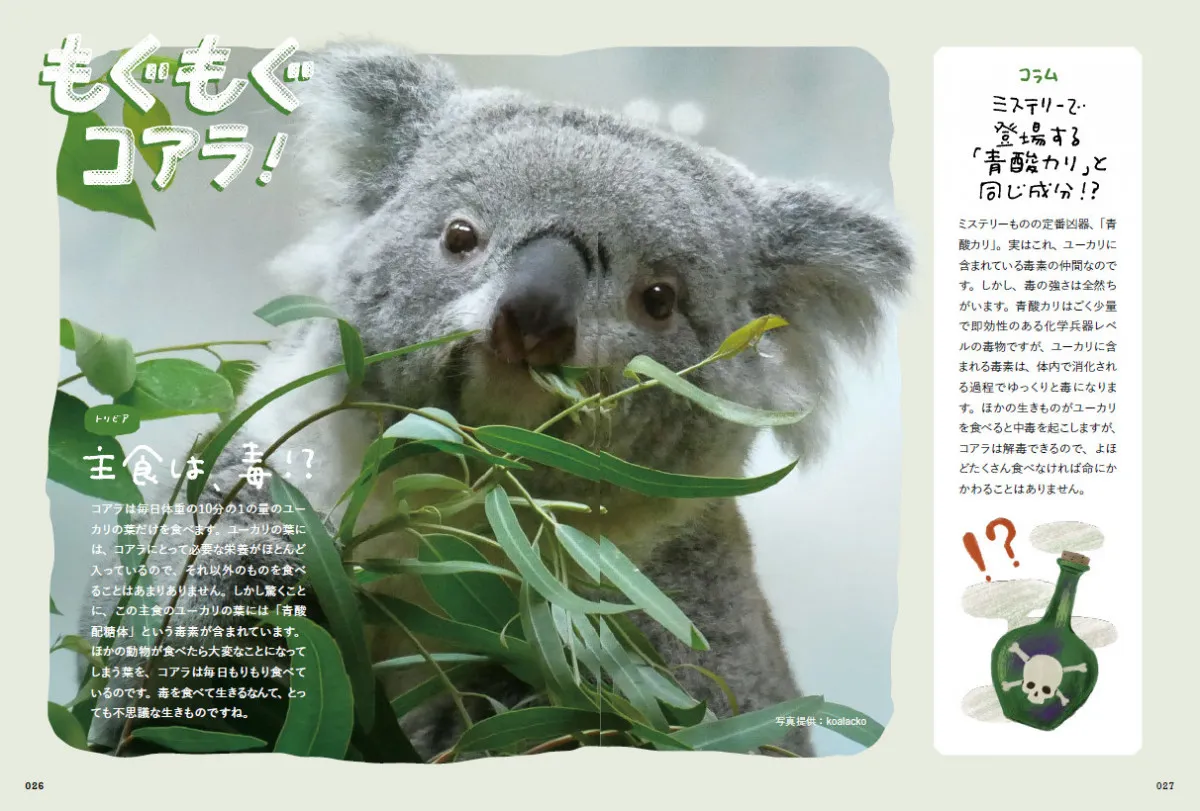 “究極のコアラ愛蔵書”が発売　各動物園のコアラの耳・鼻のサイズの初計測データを収録