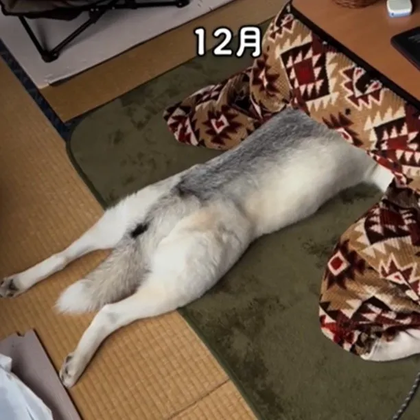 「もうシベリアには帰れない」 コタツ愛止まらず”コタツスキー”になったハスキーのナマケモノ行動