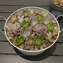 「どう見ても牛丼」がまさかの花束に？　半年でまるで別の姿になった“多肉植物”に「LEGOみたい」「多肉植物って面白い」