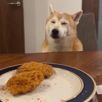 トンカツもらえるかも…わずかな可能性にかけて”睡魔”と格闘する柴犬の執念「ギリギリの闘い」「常にチャンスを狙っている」