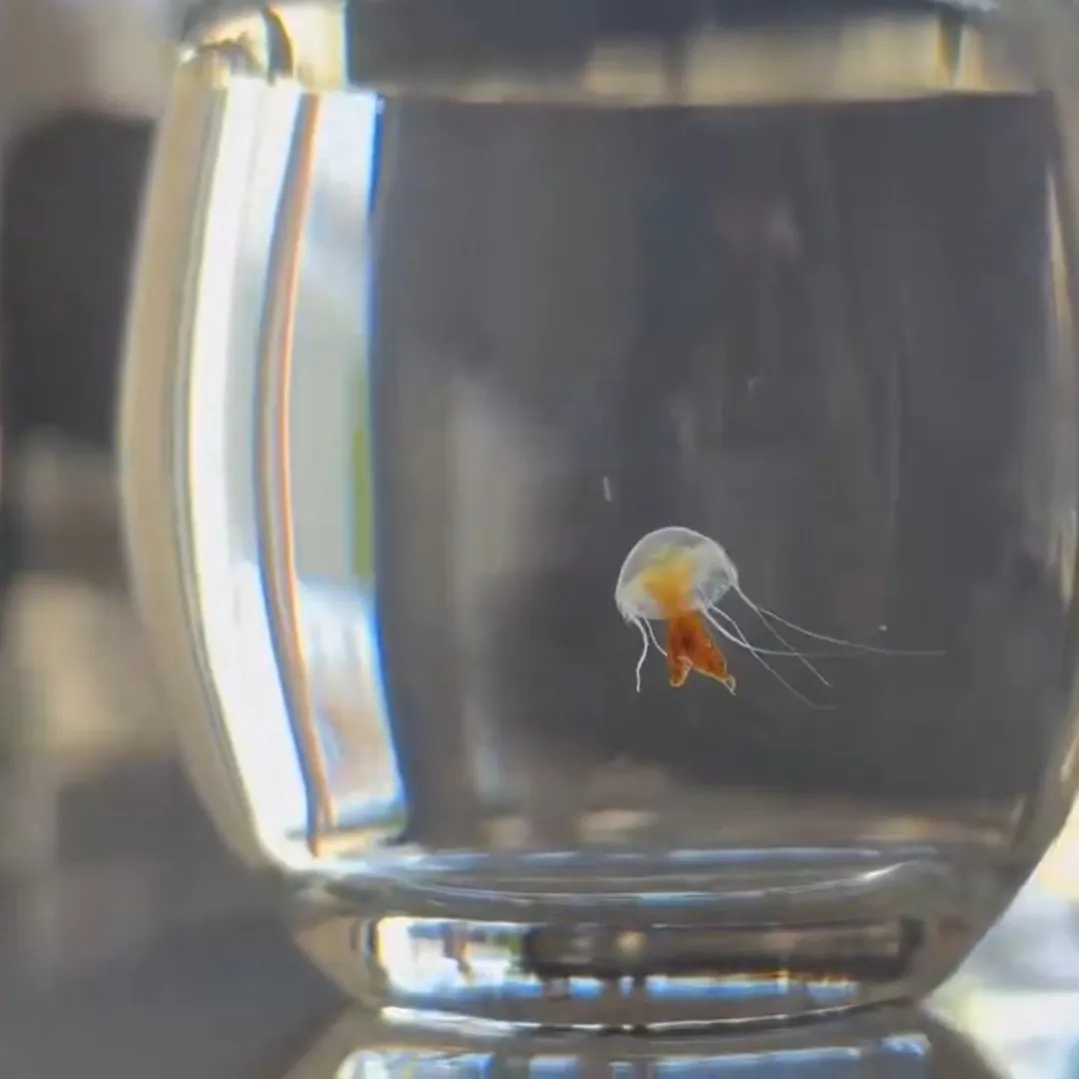 100均のコップの中をスイスイ泳ぐ生き物… 思わず二度見の正体に「クラゲって飼えるの？」「コップで飼育!?」