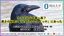 カラス、なぜ黒いのか？ 長年の謎に岡山大学が研究結果を発表　分子レベルから迫る新発見