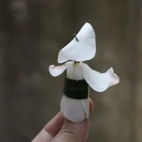 落ちたツバキが“阿波踊り”の踊り手に変身、「花びらが笠のように見えた」「躍動感がある」と驚きの反応