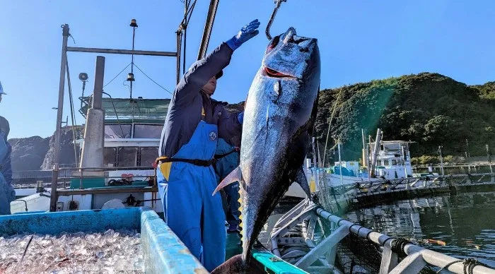 「近大マグロ」ふるさと納税返礼品に…なんと丸ごと1尾　寄付金額など発表　約40キロ・寿司1000貫分