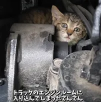5時間も出られないまま…トラックのエンジンルームに潜んでいた子猫、半年後の姿に190万回再生「よくぞ気づいてくれた！」