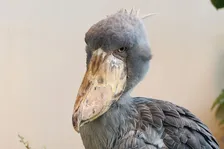 “動かない鳥”ハシビロコウ、おすわりする瞬間をスタッフが撮影「初めて見た貴重な映像」「膝の曲げ方が...」