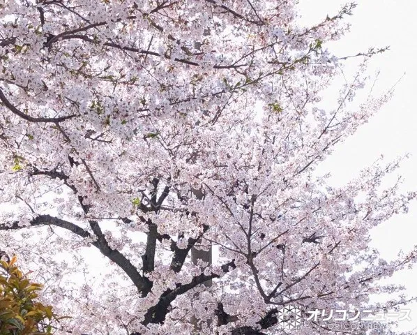 灘中・灘高、「令和8年度 大学合格者数」を公表　東大「95」…現役は「77」 京大「47」 イェール大なども【東大・京大の学部別一覧】