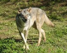 多摩動物公園、国内で唯一飼育する亜種ヨーロッパオオカミの子どもが誕生　2013年に「アジアの平原」で展示を開始して以来初