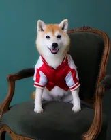 アキナ山名、愛犬「おまめ」との日々を描いたエッセイ刊行決定　妻の宇都宮まきとイベントも