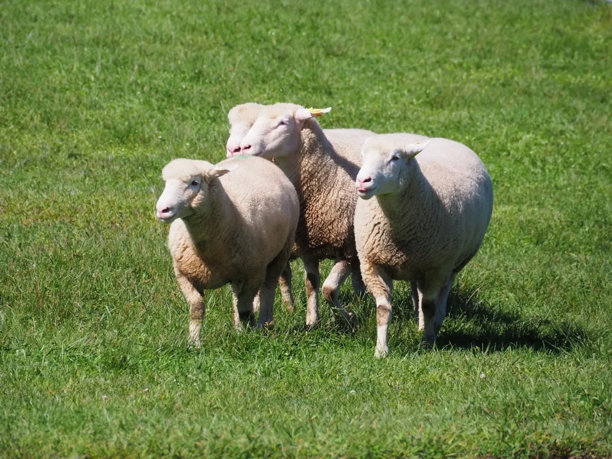 眠れない夜に数える羊、効果薄だった　専門家が“眠りやすくなる言葉”明かす