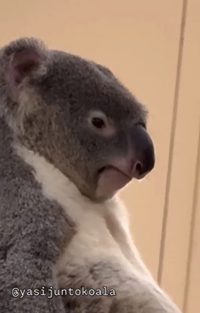 閉園5分前の動物園に現れる"小さいおじさん"？　哀愁漂いすぎのコアラ「3次会でそんな人いたわ」