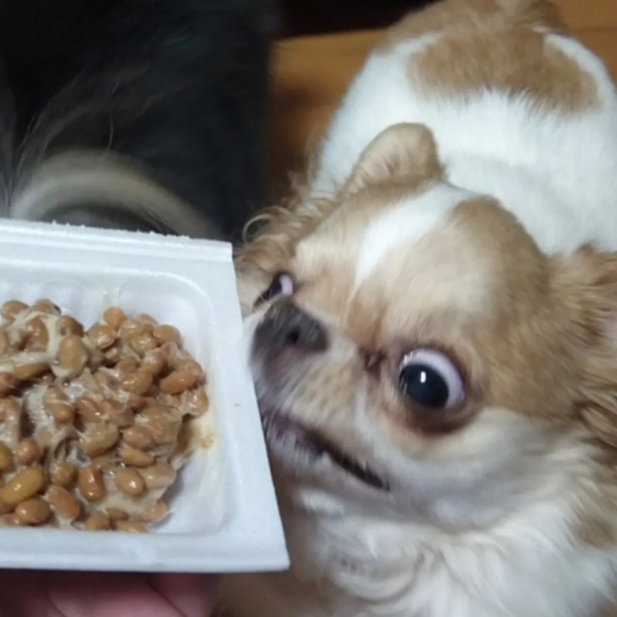 ネバネバ大惨事…糸を引きながら納豆を爆食するチワワ　「部屋の壁も食べました」