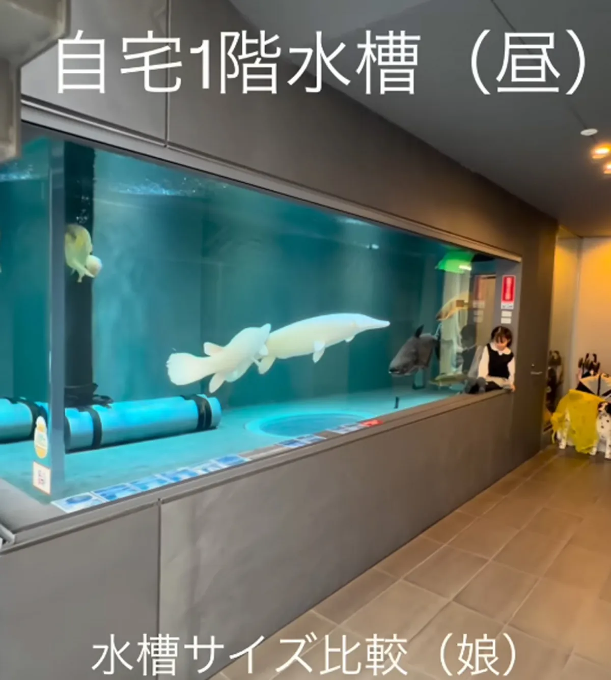 まるで水族館のような5mの巨大水槽がある自宅に165万回再生「リアルあつ森やん」「秘密基地だぁ…」