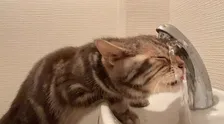 まるで滝行…猫の衝撃的な水の飲み方に103万回再生「洗顔しながら水分補給」「ノーメル平和賞」