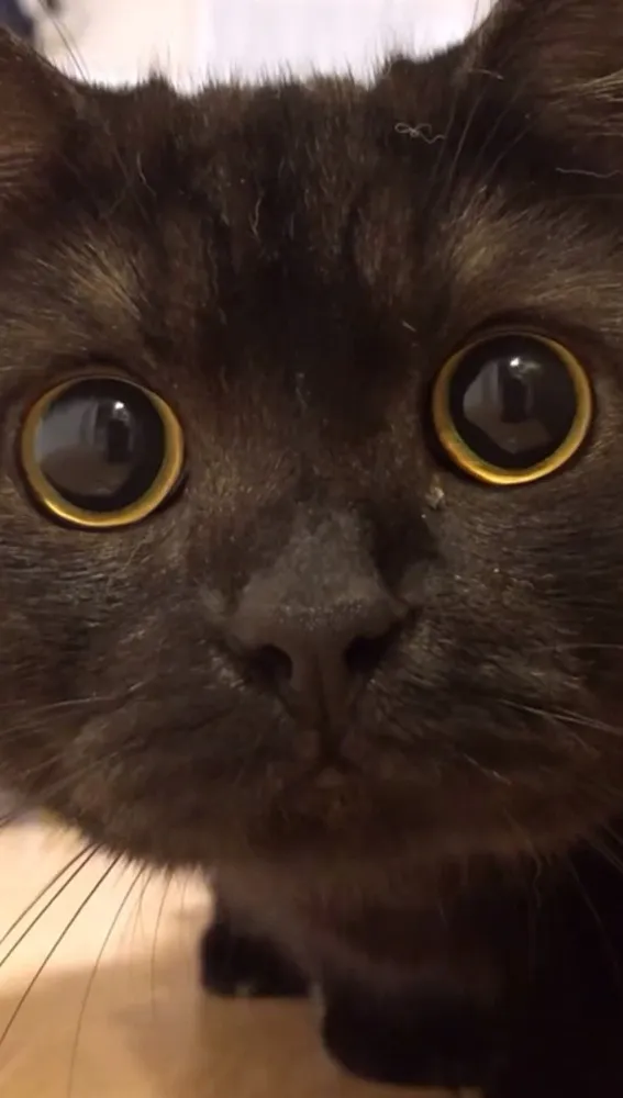 じっと見つめる好奇心旺盛な黒猫に329万回再生「最高のどアップ」「まんまるお目目、超可愛い」