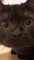 じっと見つめる好奇心旺盛な黒猫に329万回再生「最高のどアップ」「まんまるお目目、超可愛い」
