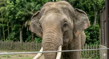 天王寺動物園、マレーシアゾウのオスの展示中止を発表「ついにあのシーズンが訪れました」
