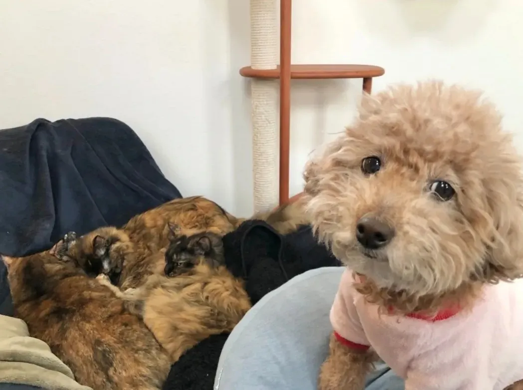 「犬は嫌そうです」“困り顔”に爆笑、ひとりで寝たい犬vs自由すぎる猫たち…愛情表現が尊くて泣きそう？
