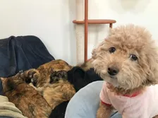 「犬は嫌そうです」“困り顔”に爆笑、ひとりで寝たい犬vs自由すぎる猫たち…愛情表現が尊くて泣きそう？