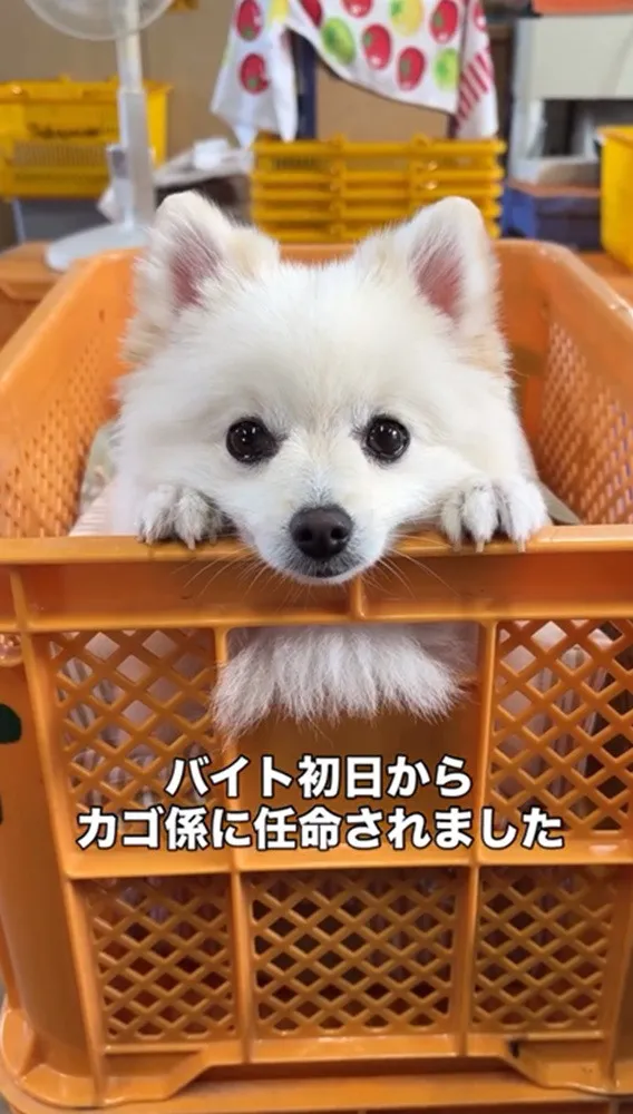 「気になって仕事になりませ～ん」…職場に現れた“ウルウル瞳”の新人バイトがかわいすぎて悶絶「職場にいたら癒されていいな」