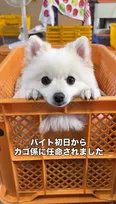 「気になって仕事になりませ～ん」…職場に現れた“ウルウル瞳”の新人バイトがかわいすぎて悶絶「職場にいたら癒されていいな」