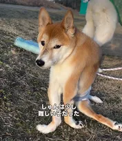治すこともできない…四肢麻痺を抱えながら全力で生きる柴犬の姿に76万回再生「大切にされているのが伝わってきます」「愛そのものです」