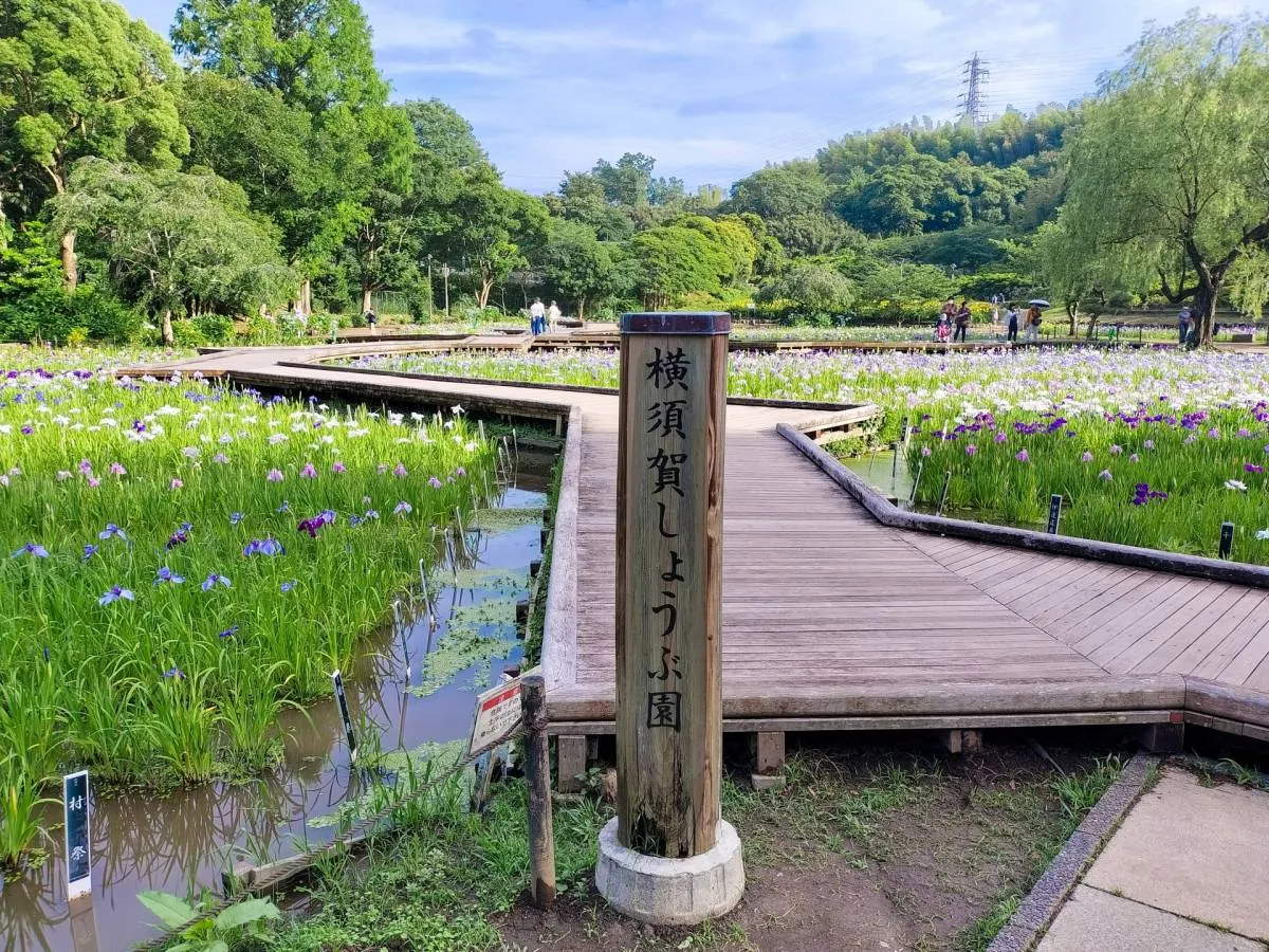 横須賀しょうぶ園、コスプレ撮影巡り警告「再三のお願いにもかかわらず、改善されることがなく」