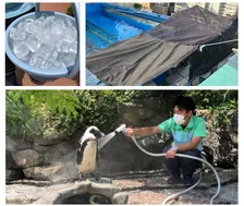 ペンギンなどの「熱中症対策」サンシャイン水族館が詳細公表　アシカ、ペリカンの具体例も【一覧】