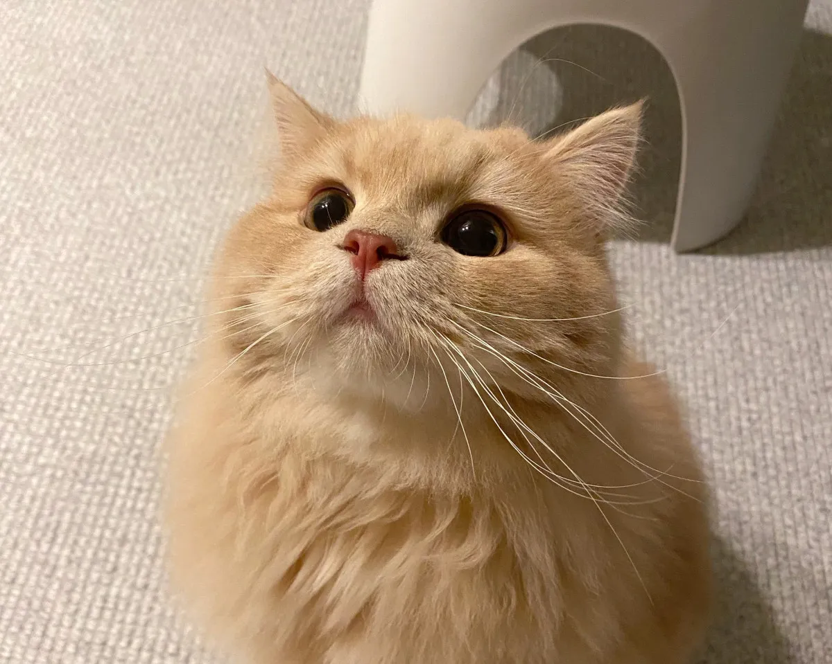 「水に入るなんて正気かよ…」愛猫が風呂から出た飼い主に“ドン引き”　当時の様子を飼い主に聞いた