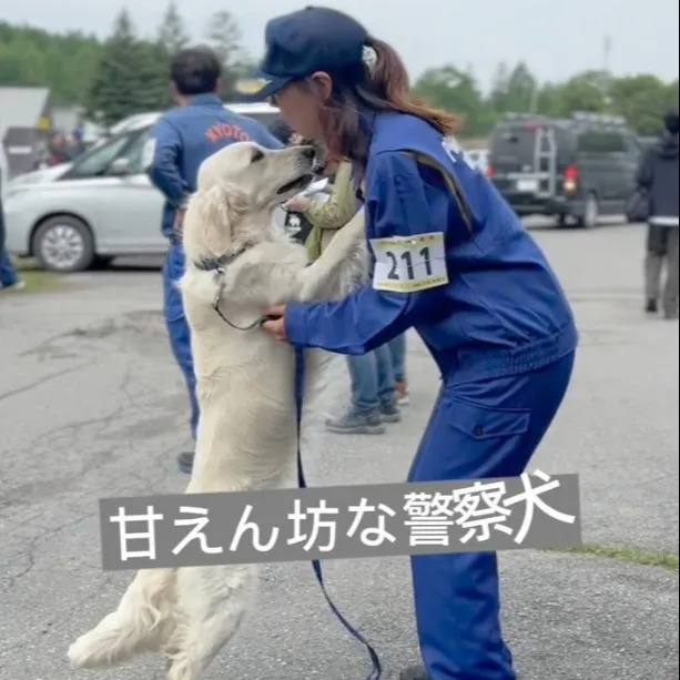 警察犬なのに緊張感まるでなし？ 競技前にくつろぐ甘えん坊ワンコに245万回再生「ギャップがすごい！」「いざという時のためにリラックス」