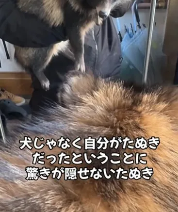 犬と育ったタヌキ、鏡に写った自分の姿をみて愕然…「納得いかない表情ｗ」「衝撃を受けてるタヌキはじめてみた！」