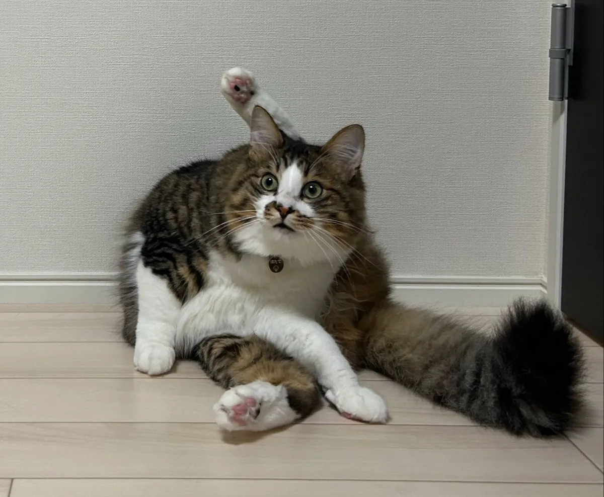 猫の“大胆”ポーズに反響「拡大してよーく見てみました」　なぜこの体勢…飼い主も謎「わからない」