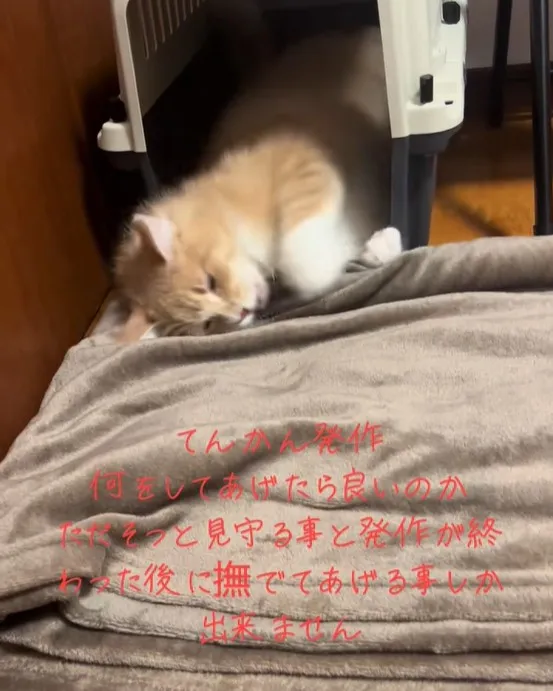 「猫のてんかん発作は初めて見た」持病のある保護猫を迎え入れた飼い主さんの想い「この子なりの幸せを感じて生きてほしい」