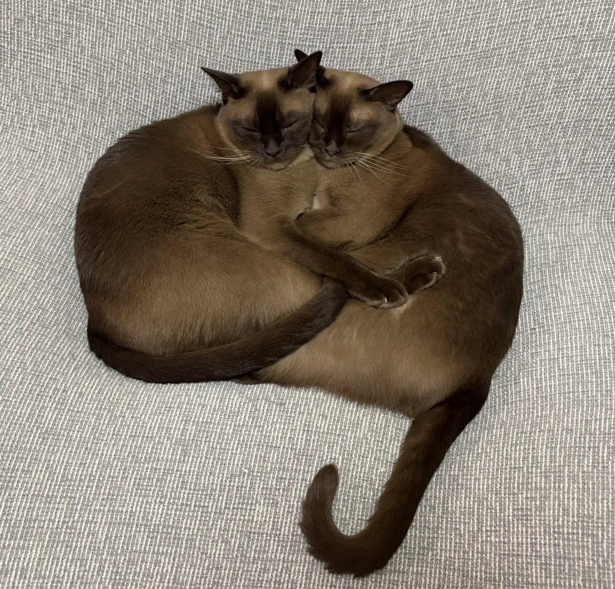 猫2匹、頬寄せ合い“一体化”　眠る姿に「美しいです〜」「眼福」「家紋になれそうなレベル」いつも一緒なのか聞いた