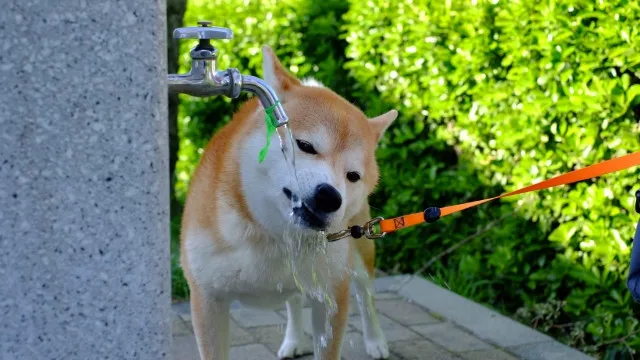 「これは助かる…！」夏の暑さ対策に役立つ“ひんやりペットグッズ”おすすめ10選【犬・猫兼用あり】