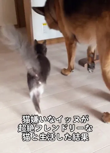 ネコ嫌いな犬が保護猫と生活したら…1ヵ月後の変化に「まさかの猫化ww」「コミュ力おばけにゃんこ！」