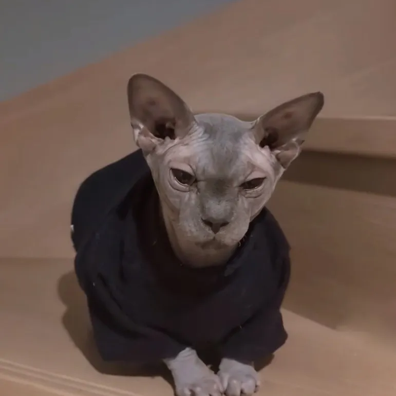本当に猫なの…？　三つ指をつくスフィンクスに驚き「歌舞伎の襲名披露のよう」「どこの一門か確認しなきゃ」