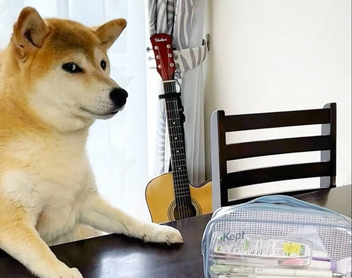 「こわい！」柴犬が“鋭い目線”　飼い主が勉強中に気が緩むと…「空気をピリつかせてくる」