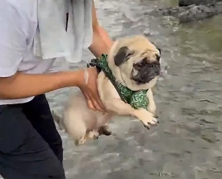 「うちの犬可愛すぎるから見てくれ」“初の川遊び”パグ犬の行動　飼い主「水遊びは正直あまり得意ではない」